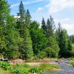 Fototapeta na wymiar Mountain river and coniferous forest on a rocky shore. Location place Carpathian, Ukraine, Europe. Concept ecology protection.
