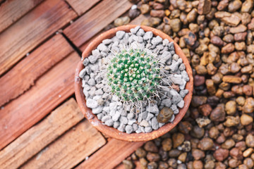 Fototapeta na wymiar Mini echinocactus decorative houseplants cactus, Top view, closeup.