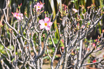 Pink desert rose blooming with branches background.