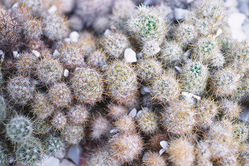 Small cactus background, top view closeup.