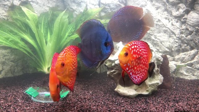 Diskusfische im Aquarium