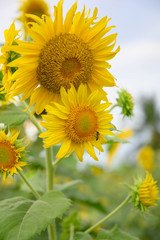 向日葵・花・sunflower・太陽・夏・黄色