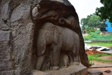 Fototapeta na wymiar Chennai, Tamilnadu - India - September 09, 2018: Rock cut sculptures representing a gorup of elephants