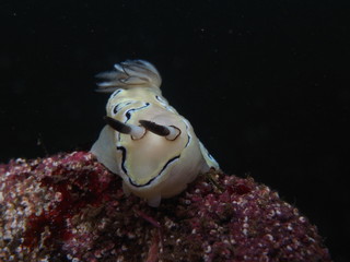 Nudibranch-Glossodoris Atromarginata