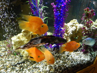 Fototapeta na wymiar Goldfish swim in a beautiful aquarium with purple algae