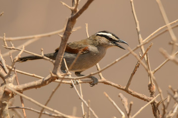 Black-crowned Tchagra / Tchagra senegalus