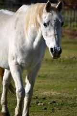 Naklejka na ściany i meble White horse in pasture