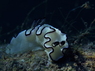Nudibranch-Glossodoris Atromarginata