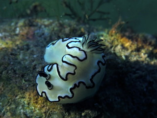 Nudibranch-Glossodoris Atromarginata