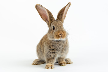 Cute young grey Flemish Giant rabbit, isolated on white background