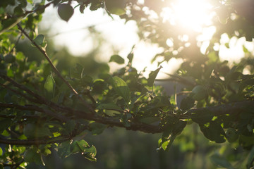 green apples on a branch in the sunlight