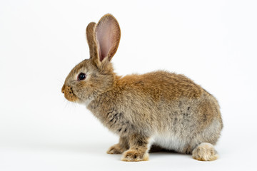 Cute young grey Flemish Giant rabbit, isolated on white background