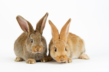 Cute pair of young baby Flemish Giant rabbits, natural grey and sand colour, isolated on white background.