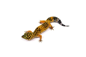 Naklejka premium ヒョウモントカゲモドキ