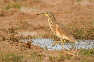 Squacco Heron / Ardeola ralloides
