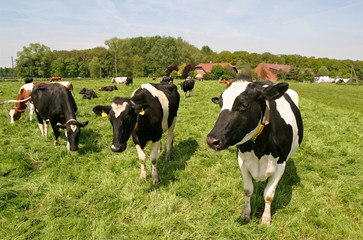 Fototapeta na wymiar Milchkühe auf der Weide
