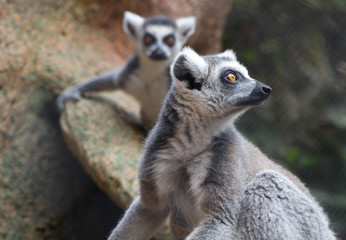 Naklejka na ściany i meble Kattas (Lemur catta)