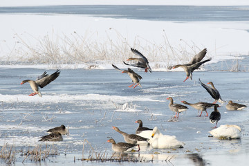 greylag goose is big bird