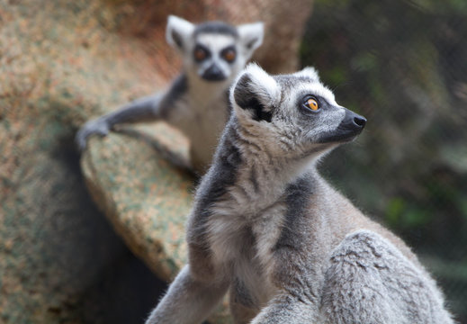 Kattas (Lemur catta)