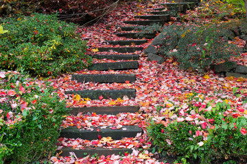 Red Pink Leaves on Park Stairs