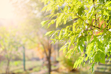Young foliage on a tree in the rays of the sun.