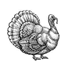 Turkey, turkeycock hand drawn sketch. Vintage Vector illustration