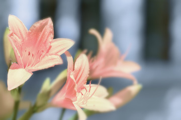 Pink lilies on a blue background.