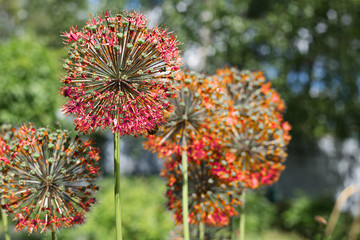 Allium red in the garden