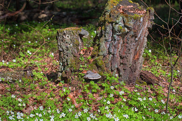 Old rotten stump in the spring forest.