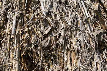 Close up of corn stalks.