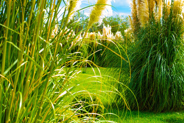 Naklejka na ściany i meble green rice field of wheat