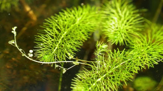 Flatleaf bladderwort carnivorous aquatic plant with bladder-like traps