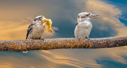 Kookaburra eating a whole chick head first. The chick's feet can still be seen on the edges of the...