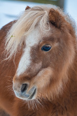 Fototapeta premium Shetland ponies on a snow covered winter feild