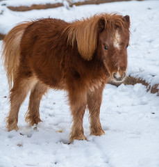 Shetland ponies on a snow covered winter feild