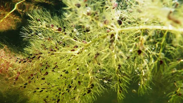 Bladderwort carnivorous aquatic plant with bladder-like traps