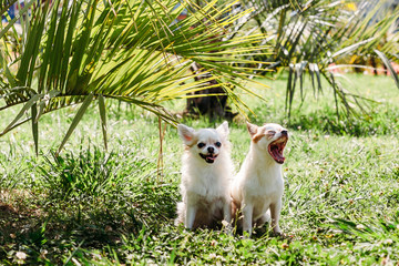Two cute chihuahua dogs in the garden on the grass under a palm tree resting on a hot sunny summer day. One doggy yawns