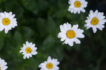 daisies on a green background close-up