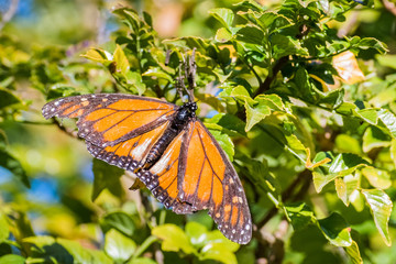 Monarch Butterfly with badly damaged wings resting in cape honeysuckle plant, Fremont, San Francisco bay, California