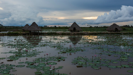 Arrozales en Camboya