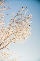 winter tree branches in the snow close-up