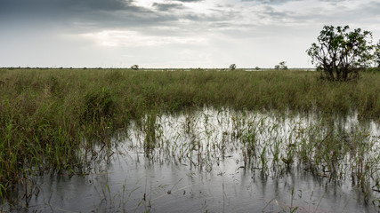 Arrozales bajo el monzón. Camboya