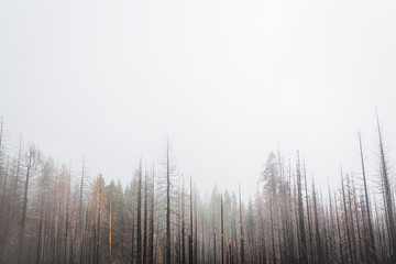 Barren Trees in the Mist