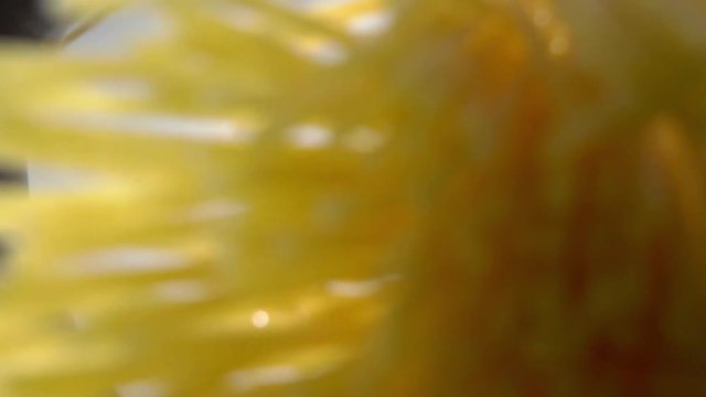 The hand of the cook removes the lid of the pan and puts the spaghetti in the water. Bottom view. Video shooting inside the pan.

