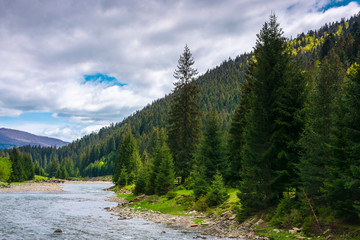 Obraz premium mountain river in spruce forest. cloudy springtime day.