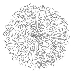 Flower with petals sketch on white background vector