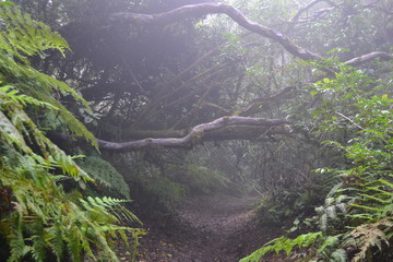 Bosques de Anaga. Tenerife. 