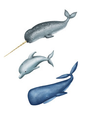 dolphin, narwhal sea unicorn and the whale. set of drawings of marine animals on a white background