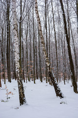 Fototapeta premium birch trees among winter beech forest. lovely nature background.