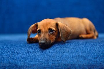 Dachshund puppy on a blue background